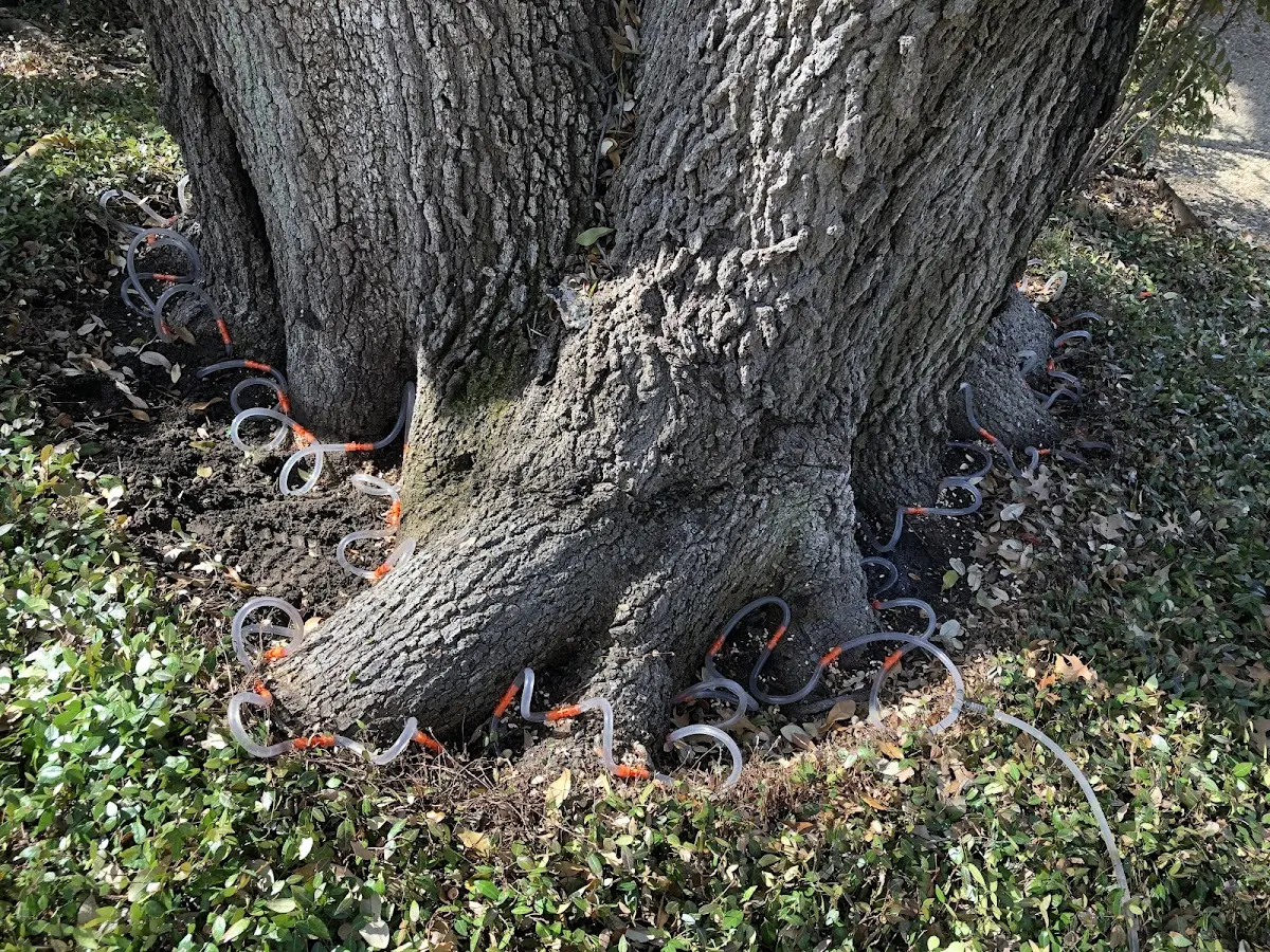 Detailed Shrub and Hedge Trimming job site in Woodsfield