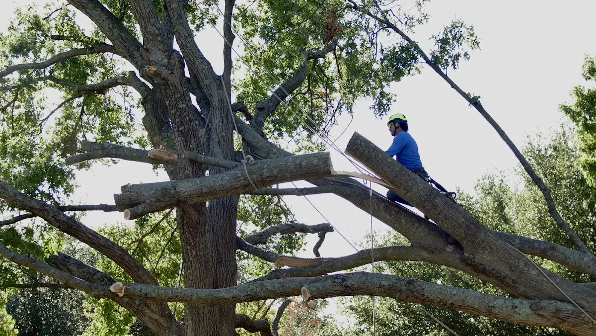 Professional Crown Thinning performed by certified arborists in Woodsfield