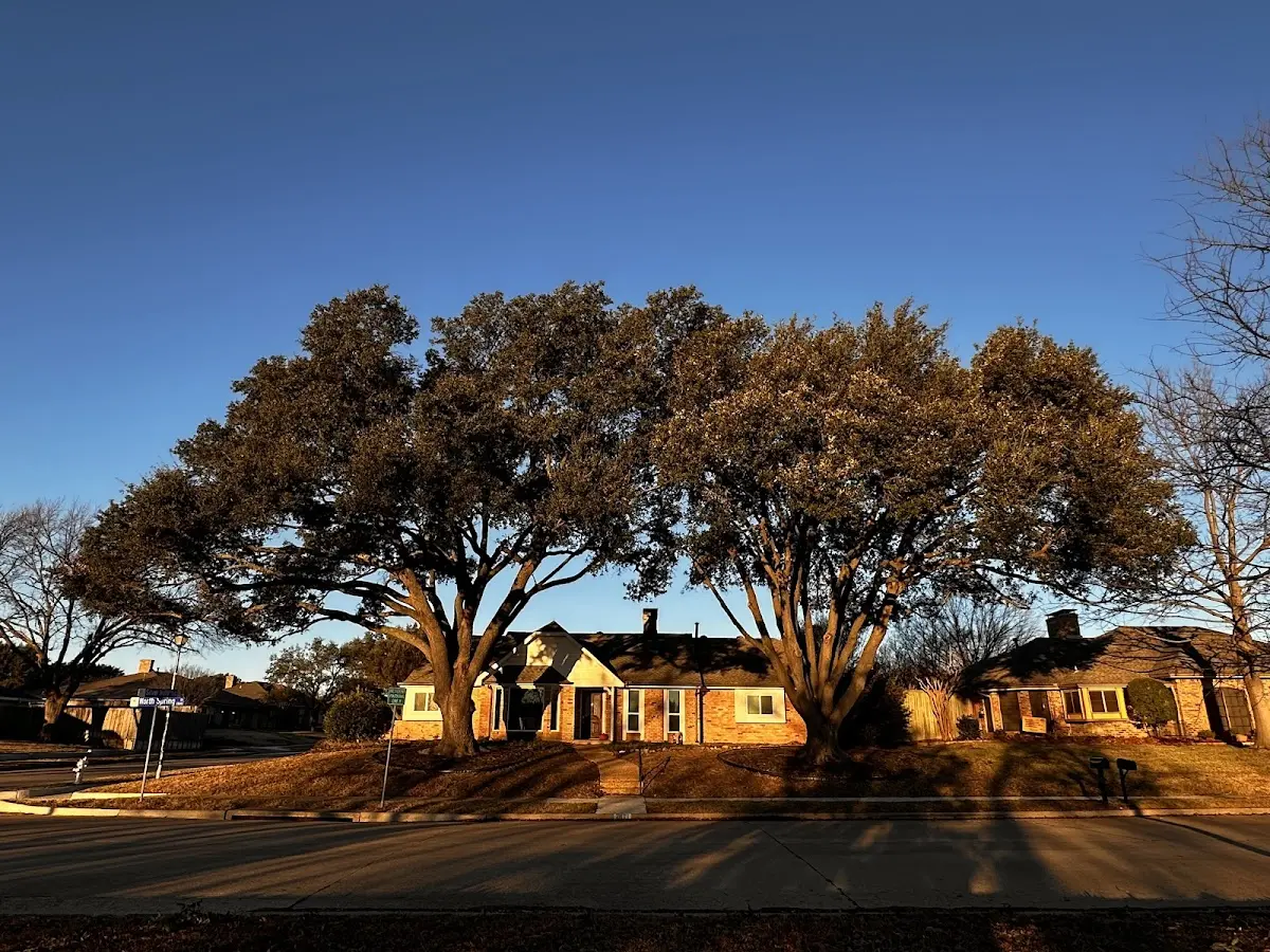 Established residential canopy tree shading a home in Woodsfield